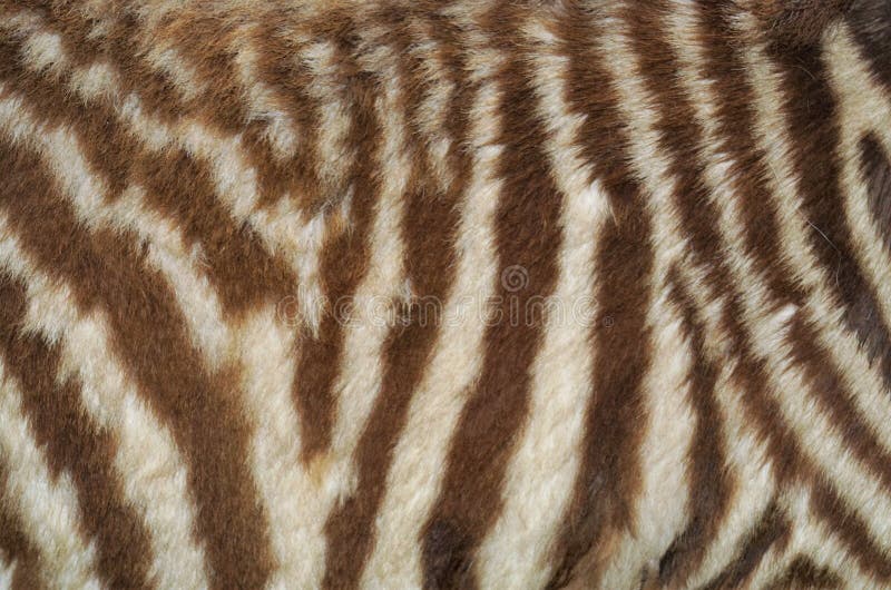 Animal skin texture stock image. Image of fabric, giraffe - 133346293 Animal skin texture stock image. Image of fabric, giraffe - 133346293