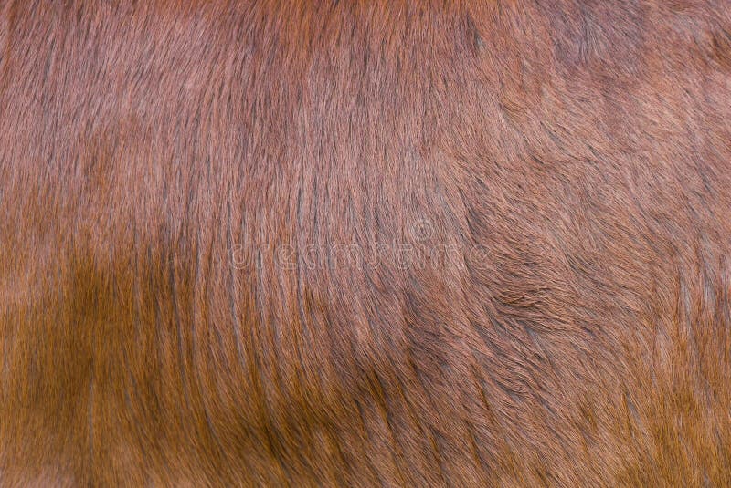 Animal skin texture stock image. Image of skin, furry - 122040231 Animal skin texture stock image. Image of skin, furry - 122040231