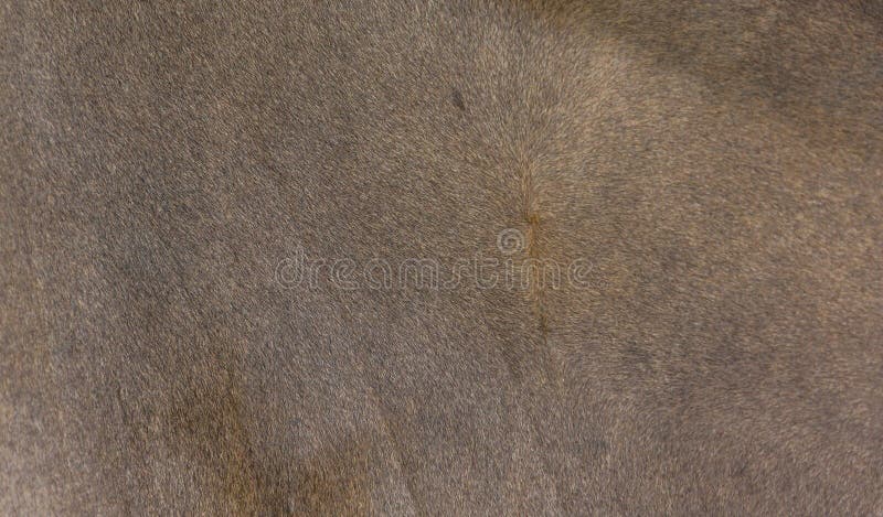 Animal skin texture stock photo. Image of hide, brown - 121334236 Animal skin texture stock photo. Image of hide, brown - 121334236