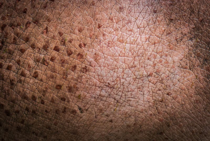 Animal Skin texture Hippo stock photo. Image of textured - 41854046