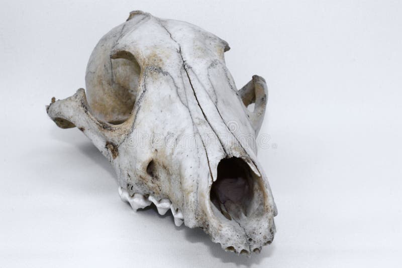 Animal Skull stock image. Image of ontario, remains, space - 12675031 Animal Skull stock image. Image of ontario, remains, space - 12675031