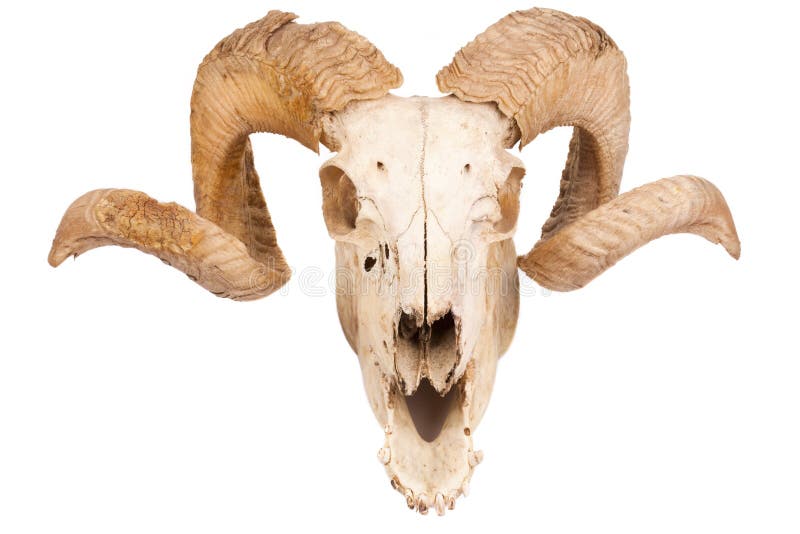 Animal skull with big horn stock image. Image of goat - 18440123