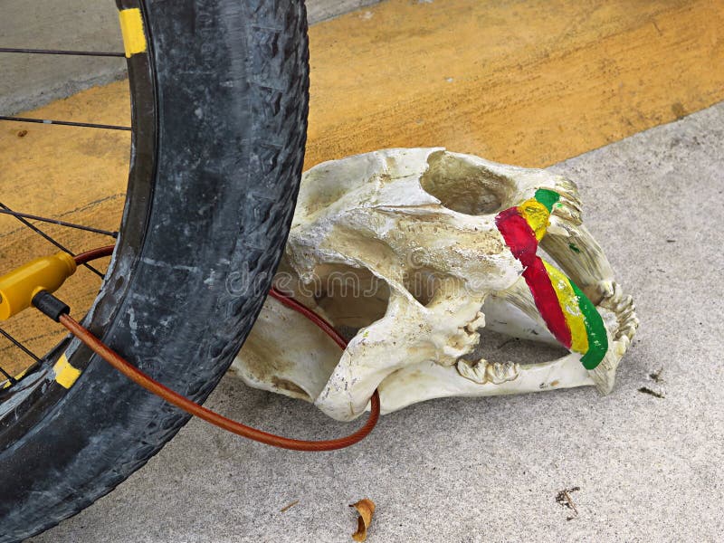Animal skull chained to a bike at Key West stock photos Animal skull chained to a bike at Key West stock photos