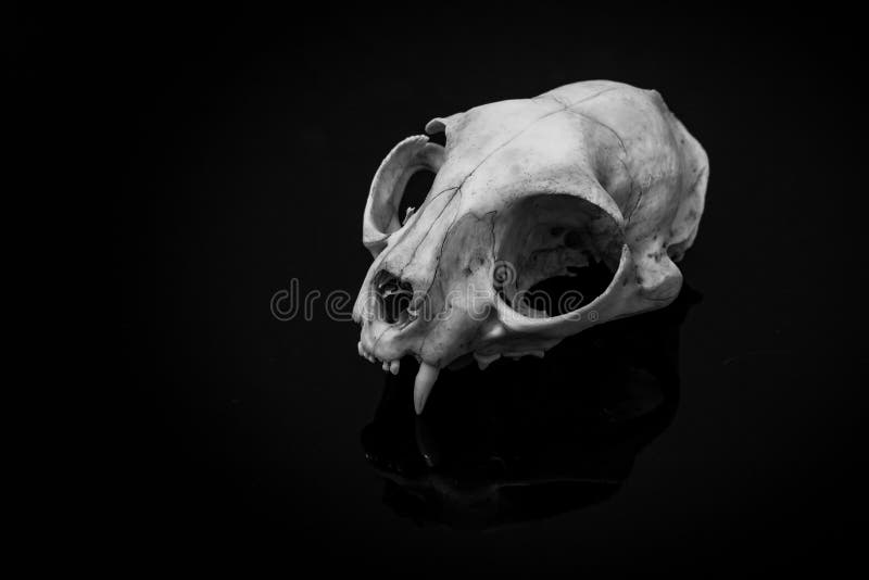 Animal Skull on a Dark Background Stock Image - Image of head, nature:  130478595