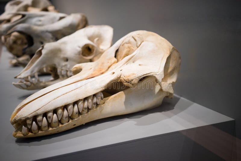 Animal Skulls editorial photo. Image of skeleton, table 63137156