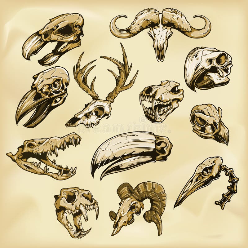 Animal skulls illustration stock vector. Illustration of skeleton -  105376286