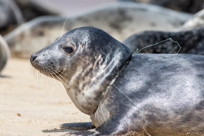 Animal suffering. Close-up of seal with fishing net line caught around its neck stock photography Animal suffering. Close-up of seal with fishing net line caught around its neck stock photography