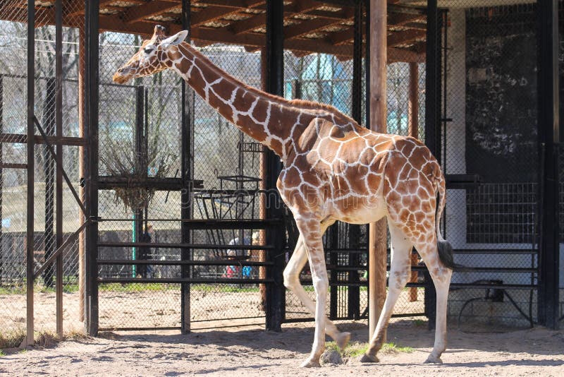 Animal tall Giraffe zoo close-up