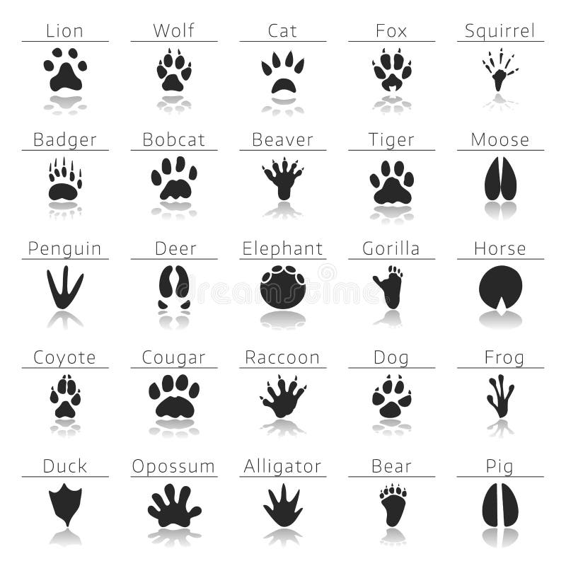 Paw Prints Stock 7 Cougar Paw Stock Illustrations, Vectors & Clipart - Dreamstime