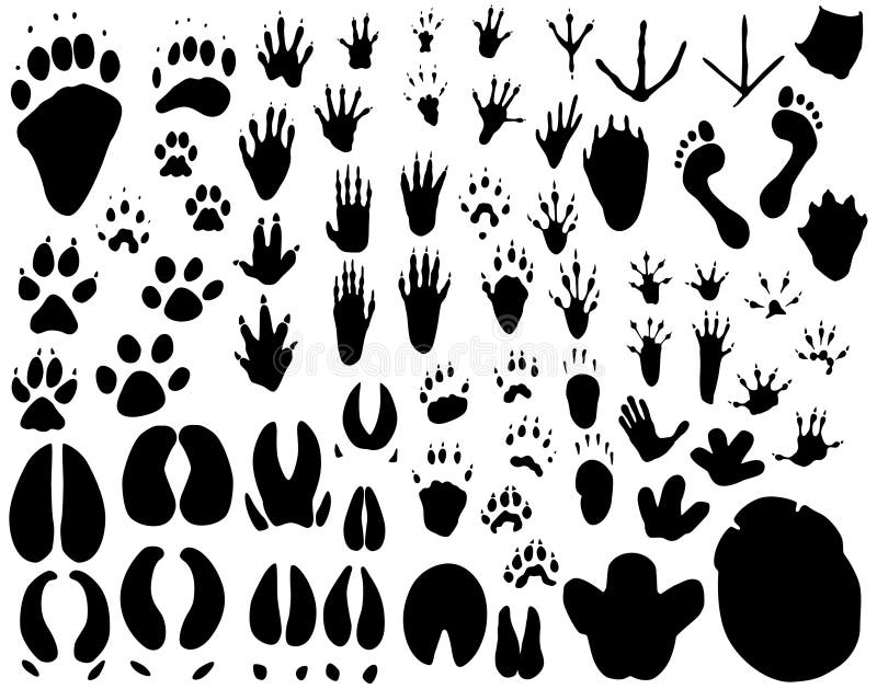 Animal tracks stock illustration