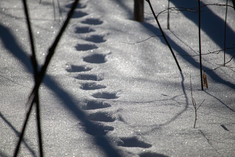 Animal Tracks through Deep Snow in Forest Stock Photo Image of nature