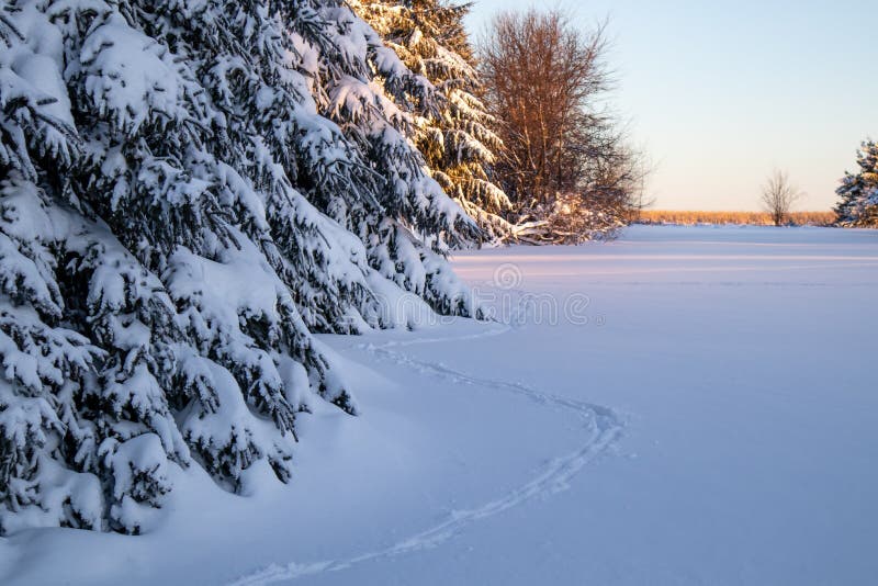 Animal Tracks in the Deep Snow Next To a Forest Stock Image Image of