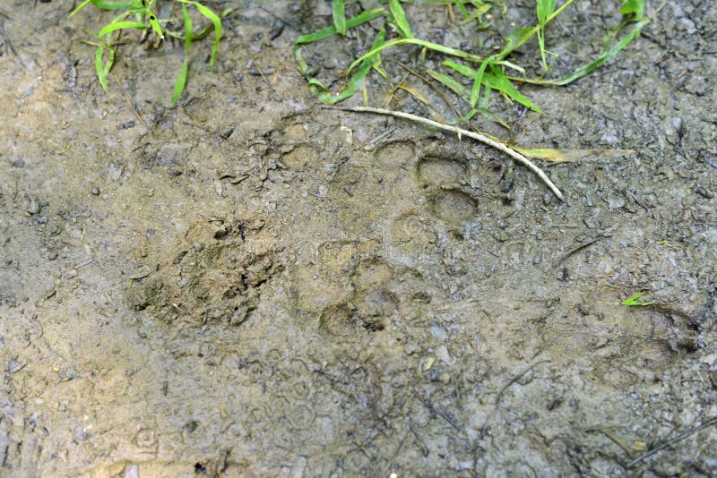 Animal tracks in the mud stock image. Image of forest - 123000609