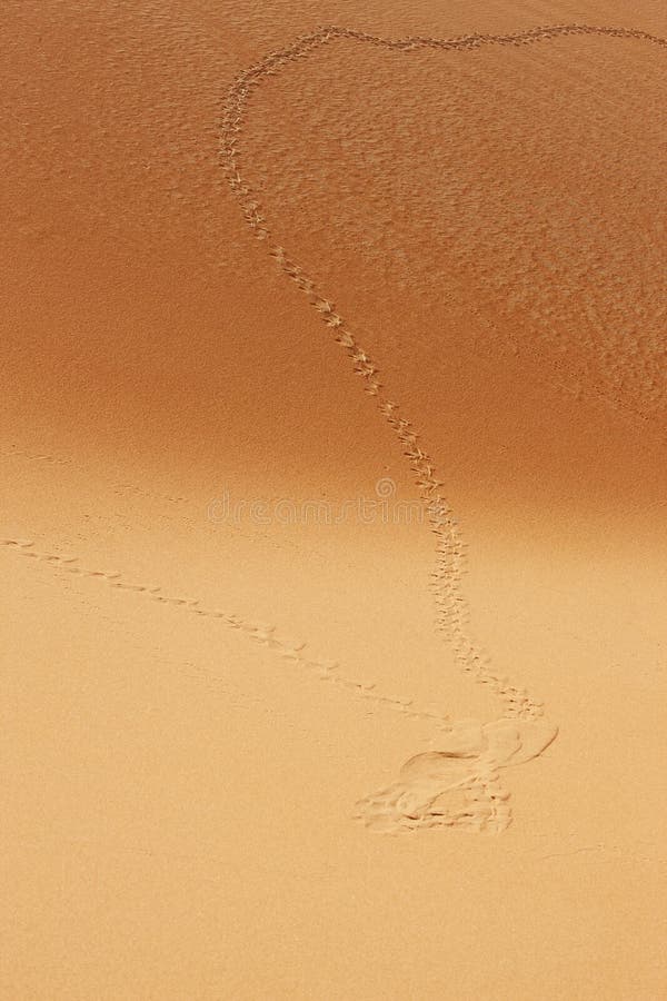 Animal Tracks on Sand Dunes of the Arabian Desert Stock Photo - Image