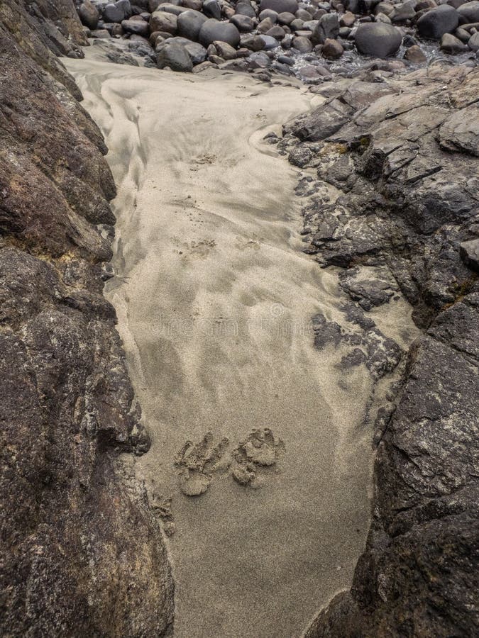 1,296 Animal Tracks Sand Stock Photos - Free & Royalty-Free Stock