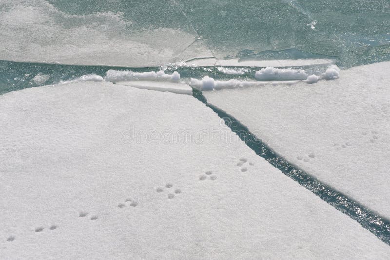 Animal tracks on snow stock image. Image of outdoors 11433871