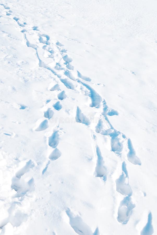 Animal Tracks in Snow stock image. Image of canada, frost 28224709