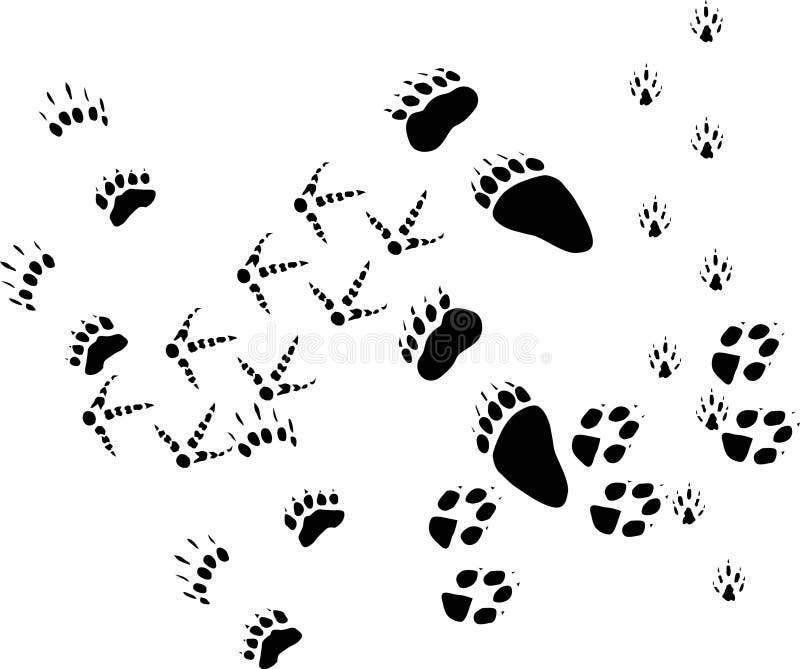 Animal tracks on white