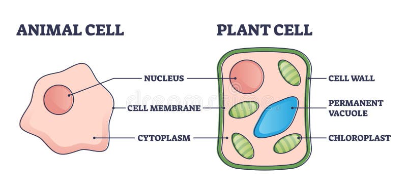 Animal Vs Plant Cell Structure Comparison With Differences Outline Diagram  Stock Vector - Illustration Of Genome, Medical: 233638841