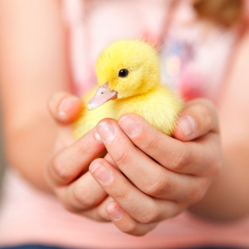 Animal welfare royalty free stock images Animal welfare royalty free stock images