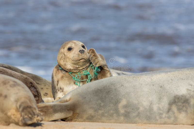Animal welfare. Seal caught in plastic fishing net. Marine pollution