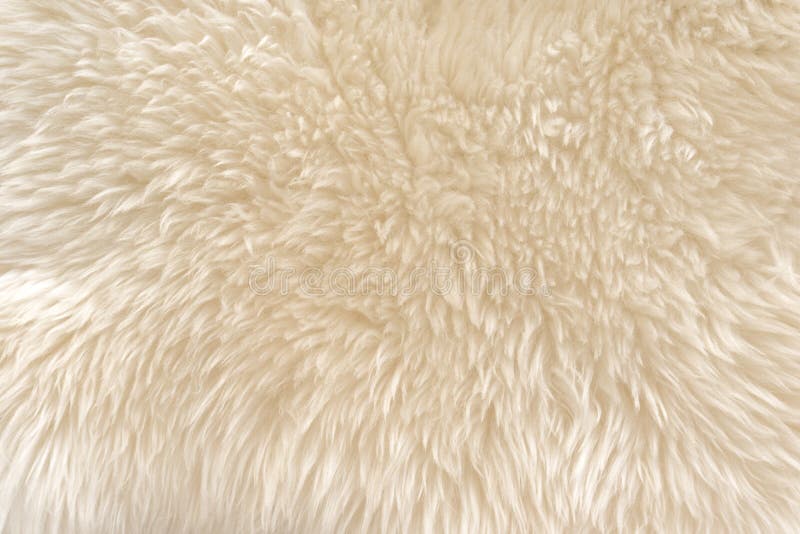 Animal white wool texture, beige fluffy fur background, light natural hair, close-up