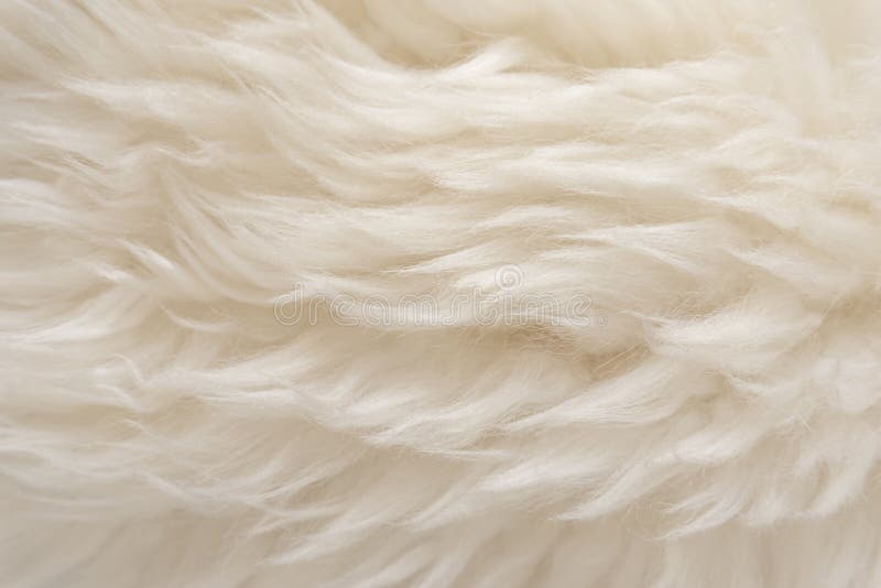 Animal white wool texture, beige fluffy fur background, light natural hair, close-up