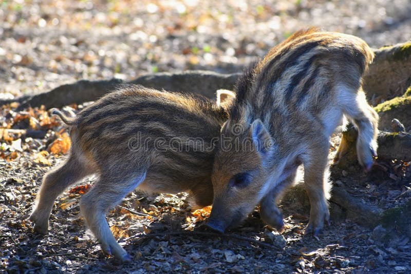 Animal - wild boar in the wild. Hunt, little.