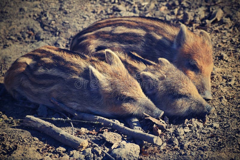 Animal - Wild Boar In The Wild.