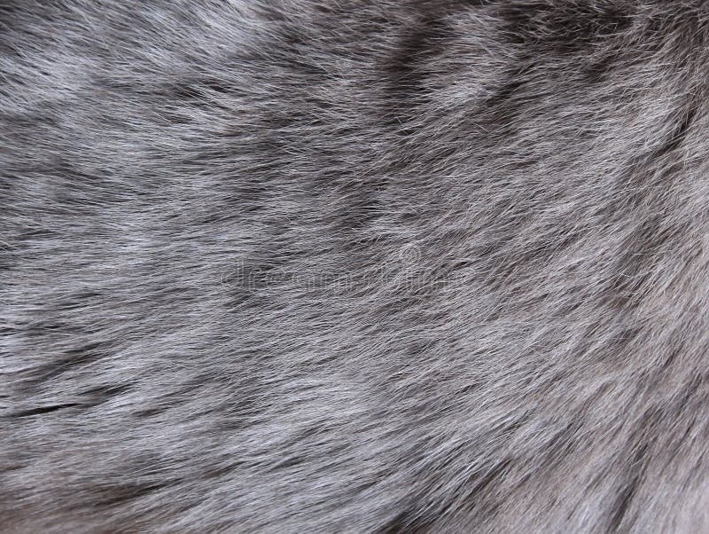 Black Fur on White Background Stock Image - Image of furry, strip: 100862345
