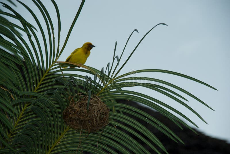 Finch Bird Yellow Green Wild Animal Zanzibar Little Singer. Finch Bird Yellow Green Wild Animal Zanzibar Little Singer