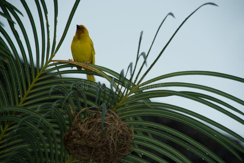 Finch Bird Yellow Green Wild Animal Zanzibar Tanzania. Finch Bird Yellow Green Wild Animal Zanzibar Tanzania