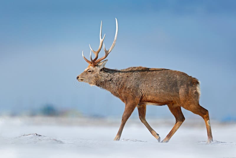 Animale con il corno nell'habitat della natura, scena di inverno, Hokkaido, natura della fauna selvatica, Giappone I cervi Sika d