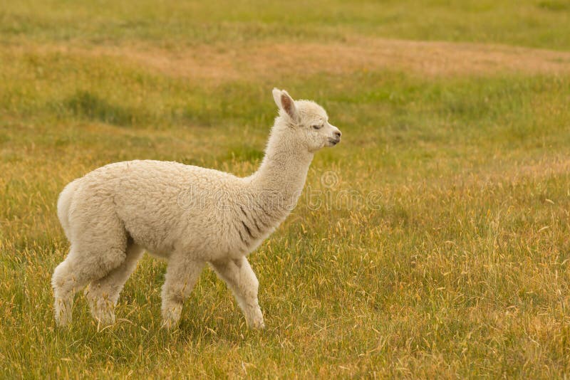 Animale da allevamento sveglio dell'alpaga del bambino fotografia stock libera da diritti