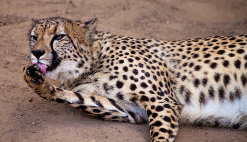 Animale di Cheeta che lecca il suo piede immagine stock Animale di Cheeta che lecca il suo piede immagine stock
