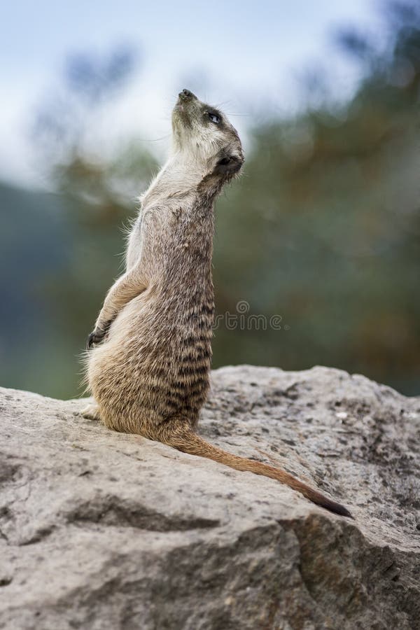 Animale di Meercat del Suricata piccolo fotografia stock