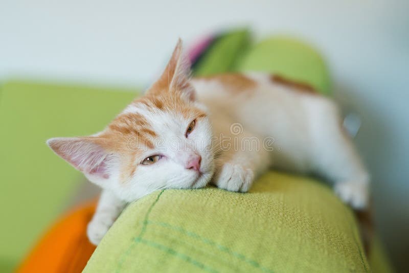 Animale domestico del gattino del gatto dello zenzero a casa sul sonno di menzogne del sofà dello strato immagine stock libera da diritti Animale domestico del gattino del gatto dello zenzero a casa sul sonno di menzogne del sofà dello strato immagine stock libera da diritti