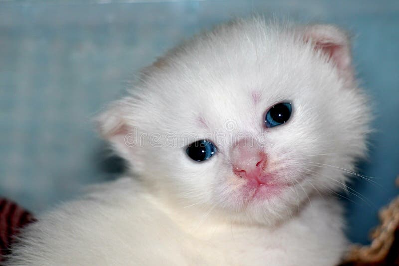 Animale domestico neonato e bianco fotografie stock Animale domestico neonato e bianco fotografie stock