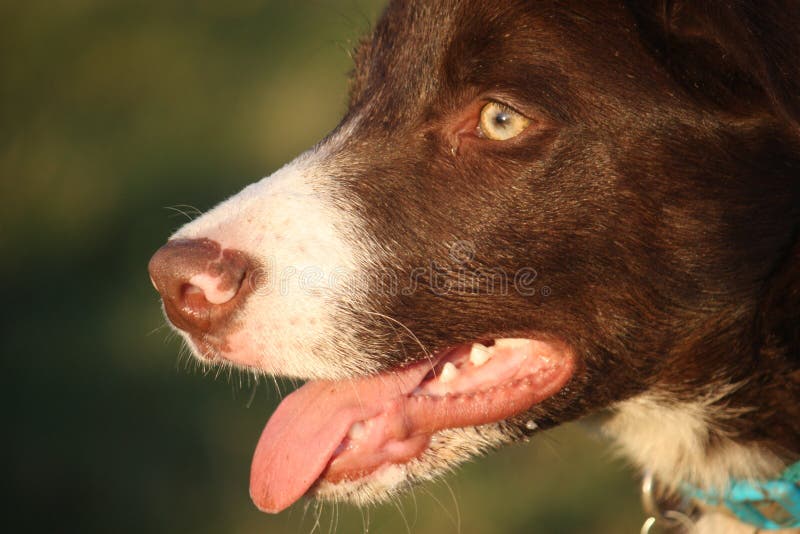 Animale domestico rosso e bianco molto sveglio del cucciolo di cane di border collie immagine stock libera da diritti Animale domestico rosso e bianco molto sveglio del cucciolo di cane di border collie immagine stock libera da diritti