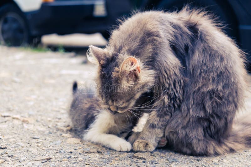 Animale domestico sveglio del randagio del gatto del gattino gattino domestico immagine stock Animale domestico sveglio del randagio del gatto del gattino gattino domestico immagine stock