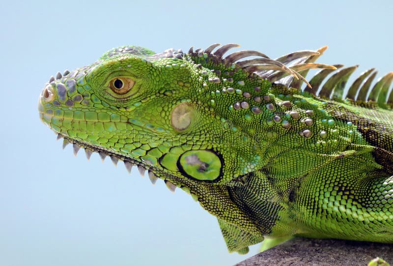 Animale multicolore maschio dell'iguana verde bello, rettile variopinto in Florida del sud