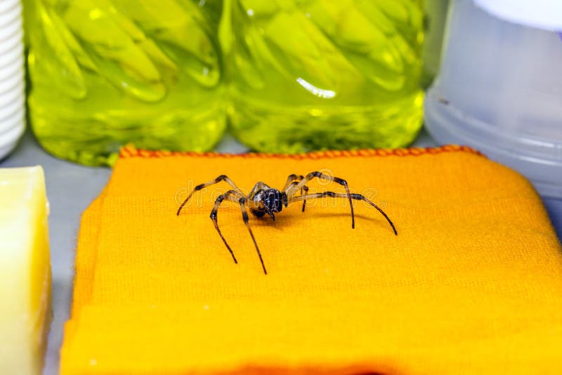 Animale pericoloso che cammina per la casa ragno in base al concetto di controllo dei parassiti o dei parassiti immagine stock libera da diritti
