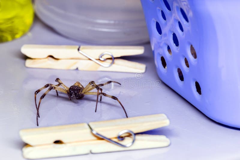 Animale pericoloso che cammina per la casa ragno in base al concetto di controllo dei parassiti o dei parassiti fotografia stock