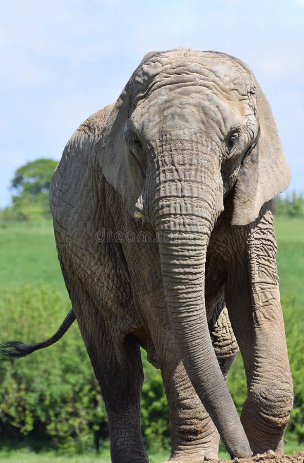 Animale pieno del ritratto femminile dell'elefante africano fotografia stock libera da diritti Animale pieno del ritratto femminile dell'elefante africano fotografia stock libera da diritti