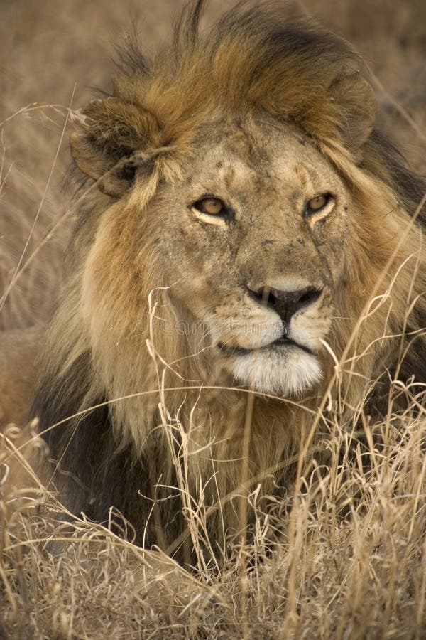 Animale selvatico in Africa, sosta nazionale di serengeti fotografia stock Animale selvatico in Africa, sosta nazionale di serengeti fotografia stock