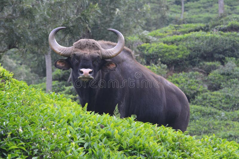 Animale selvatico del bisonte - mammiferi nella proprietà del tè