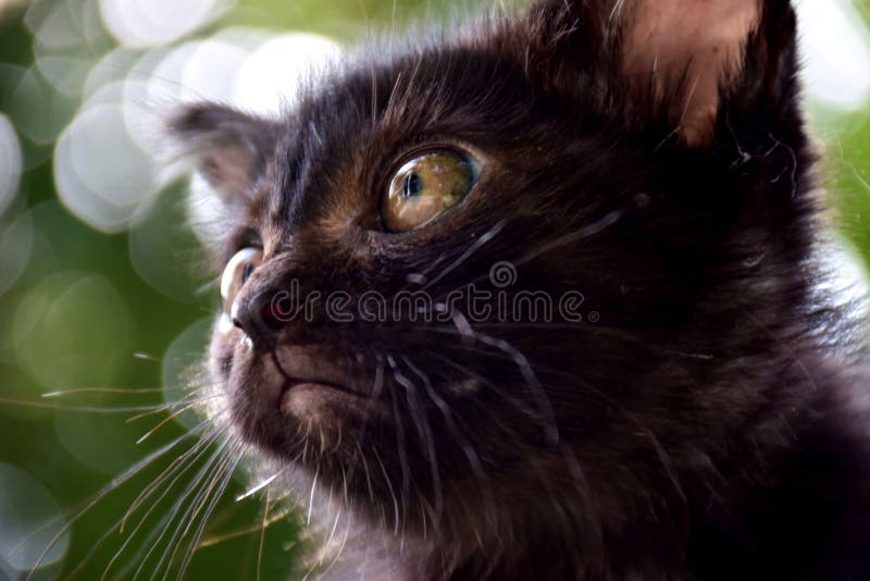 animale sveglio del gattino immagine stock animale sveglio del gattino immagine stock