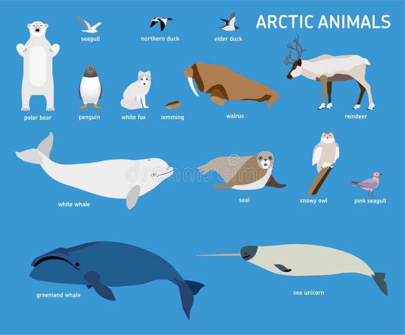 Colección de lindos animales polares, aves, mamíferos marinos que habitan  en el ártico y la antártida aislados en fondo blanco. conjunto de fauna  polar. ilustración de vector de color brillante en estilo