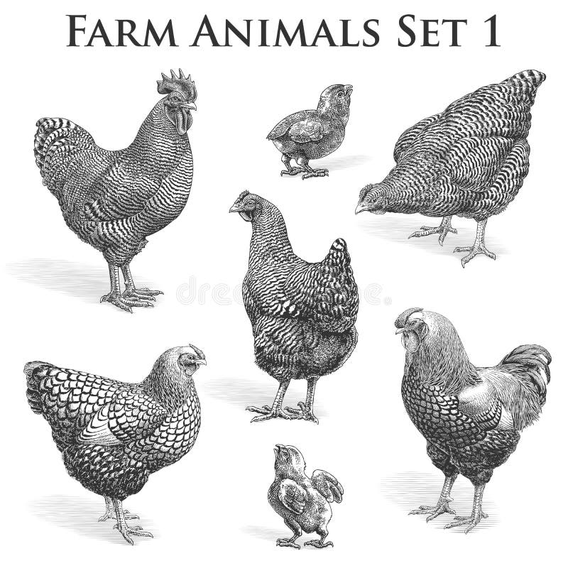 Farm Animals. Set of seven black and white vector engraving vintage illustrations of chickens, roosters and chicks. Farm Animals. Set of seven black and white vector engraving vintage illustrations of chickens, roosters and chicks.