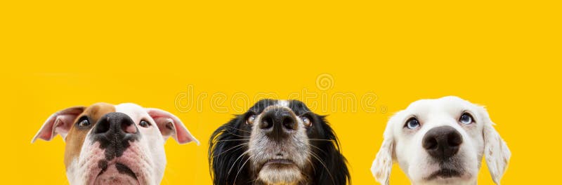 Animales Domésticos De Verano. Cerrar Tres Escondidos Perros Mirando  Seguidos. Aislado En Fondo Amarillo Foto de archivo - Imagen de fondo,  tres: 254247624